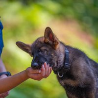 Valsts policija dresē jaunu patruļas suni vārdā Argoss