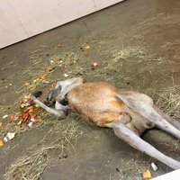 ФОТО: Лежит и не шевелится. Посетителей зоопарка напугал кенгуру, лежащий на полу вверх пузом