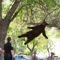 Kā pilsētā ieklīdušu lāci glābj Kolorādo