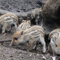 Līgatnes dabas taku saimei pievienojušies septiņi ņipri mežacūku sivēni