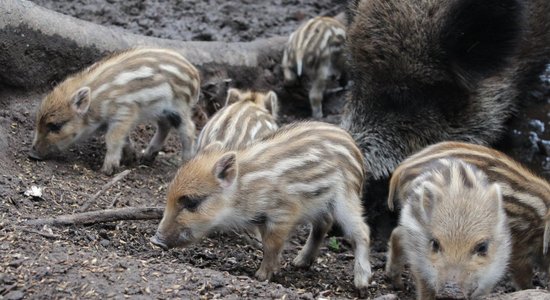 Līgatnes dabas taku saimei pievienojušies septiņi ņipri mežacūku sivēni