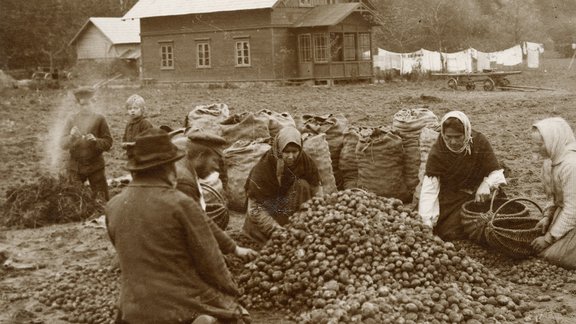 Kartupeļu lasīšana. Sigulda. 20. gs. sākums. Fotogrāfs Mārtiņš Buclers. LNVM krājums