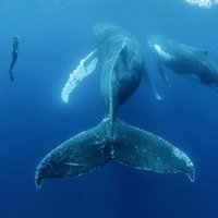 ФОТО: Неожиданная встреча с горбатыми китами в Тихом океане