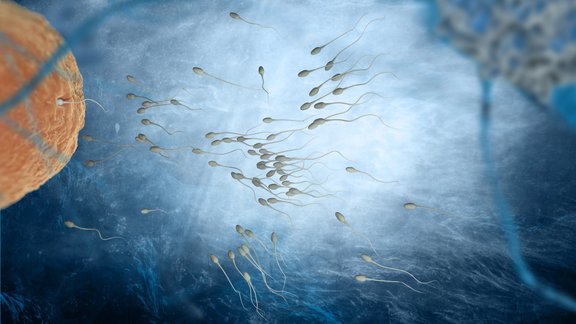 spermatozoīdi, olšūna, apaugļošanās, grūtniecība