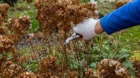 hortenzijas, hortenzijas rudenī, hortenzija 