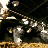 'Lādes piens' pērn nopelnījis 828 000 eiro
