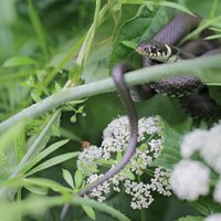 Dārza kari: Ko darīt, ja pagalmā iemitinājusies čūska
