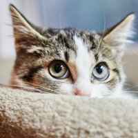 Kāpēc nenobīties adoptēt nedrošu un bailīgu kaķēnu