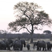 Zimbabvē sašauts zilonis nogalina mednieku