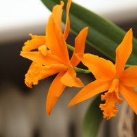 Foto: Krāšņās orhidejas un tilandsijas Dabas muzejā