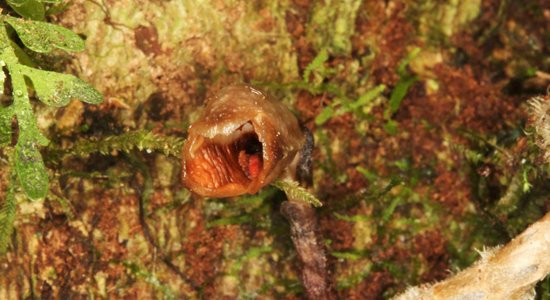 Pētnieki Madagaskarā atklājuši pasaulē neglītāko orhideju