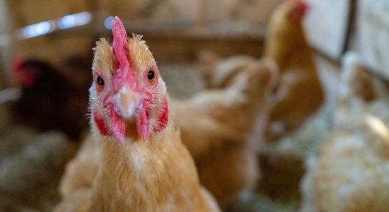 Ventspils novadā ugunsgrēkā gājušas bojā 20 vistas un kaza