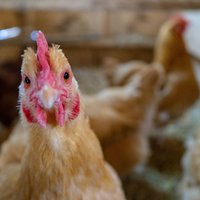 Putnu gripas dēļ aicina PVD ziņot par atrastiem mirušiem savvaļas putniem