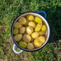 Kartupeļu glabāšanas un vārīšanas gudrības no 1939. gada zelta padomu grāmatas