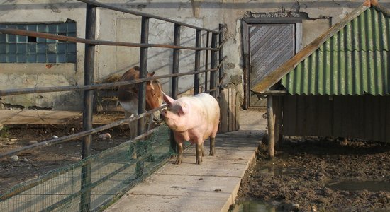 Baltkrievijā aizdomas par vēl vienu Āfrikas cūku mēra uzliesmojuma gadījumu