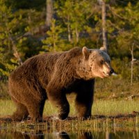 На Камчатке мужчина отбил у медведя жену