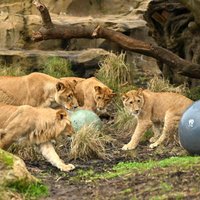 No zoodārza voljēra Sidnejā uz mirkli izbēgušas piecas lauvas