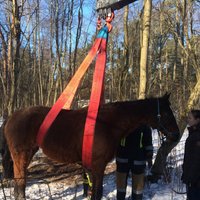 Ugunsdzēsēji Mangaļsalā izglābj savainotu zirgu