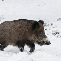 В Латгале подстрелены кабаны, больные свиной чумой