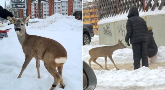 Foto: Valmieras pilsētas centrā ieklīdusi stirna