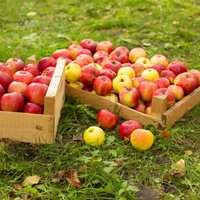 Kad labāk vākt ābolus un bumbierus glabāšanai?