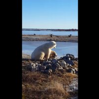 Video: Pasauli sajūsmina polārlācis, kurš glauda sunīti