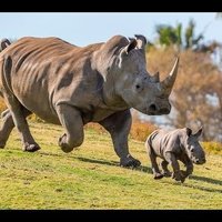 Sandjego zoodārzā piedzimis baltais degunradzis