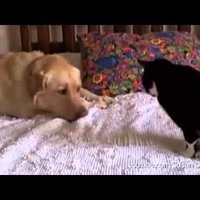 Video: Suņi uzmācas kaķiem ar savu draudzību