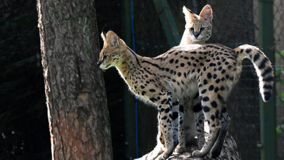 Dzīvnieku ceļš uz Rīgas zoo - 11