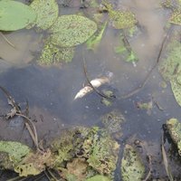 Vides inspektori Sāvienas ezerā konstatējuši 200 beigtas zivis