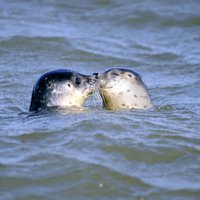 Jūras cūkas ar līku degunu jeb Kādi ir Baltijas jūrā peldošie pelēkie roņi