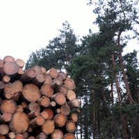 VID pārbauda informāciju par kokmateriālu kravām no Kazahstānas un Kirgizstānas