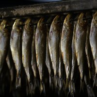 Rubļa krahs: Ventspils zivju konservu kombināts atlaiž 400 darbiniekus
