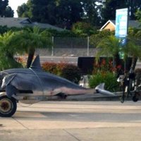У берегов Калифорнии поймали гигантскую акулу (видео)