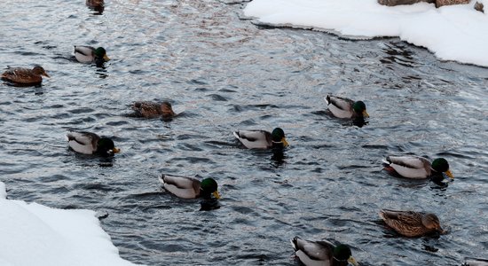 No mīnus 30 uz plus 3 – vai šādi gaisa temperatūras lēcieni ir normāli?