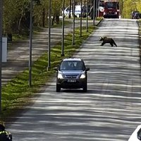 Video: Tallinā meklētais lācis pārskrien pāri ceļam policistu degungalā