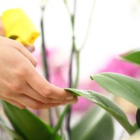 Kā nodrošināt orhidejas ar tik nepieciešamo mitro gaisu