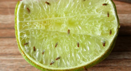 Kaitinošās augļu mušiņas jeb drozofilas: padomi, lai tās iznīdētu