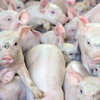 В модернизацию свинофермы Ulbroka вложат почти миллион евро
