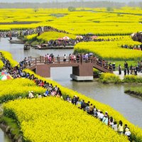 Foto: Cilvēkus priecē ziedošo rapšu lauki