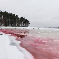 ФОТО: В Эстонии, на пляже Суурупи вода стала кроваво-красной