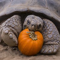 Foto: Zvēri pasaules zoodārzos mielojas ar ķirbjiem