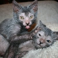 Pasauli pārsteidz mākslīgi radīts 'velna kaķis'