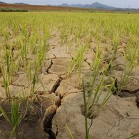 Ziemeļkorejā valda sausums; pieaug bada draudi