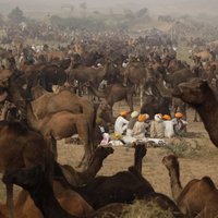 Foto: Krāšņi skati ikgadējā liellopu gadatirgū un kamieļu sacīkstēs Puškarā, Indijā