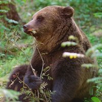 Lāči turpina nākt sētās Smiltenes novadā; nākamā metode – izšķiršana