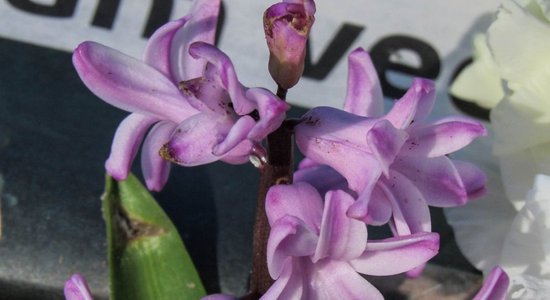 Foto: Gluži vai pavasaris – piemājas dārzā Kurzemē septembrī uzzied hiacinte