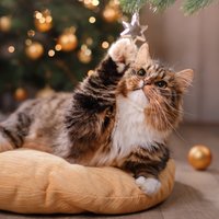 Septiņi iemesli, kāpēc Ziemassvētki ir kaķa laimīgākais laiks