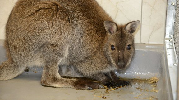 Mazuļi Rīgas zoodārzā - 15