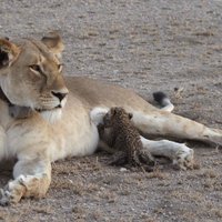 Foto: Unikāls skats – lauvu mātīte baro leopardu mazuli